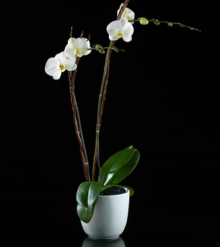 Classic White Orchid 