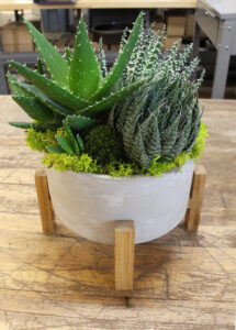 Urban Succulent - Exclusive Plants & Gardens Design