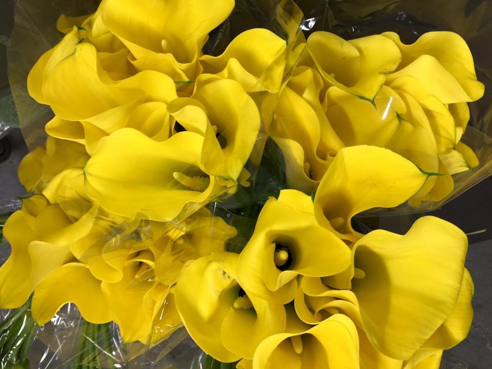fresh_cut_flowers