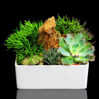 Driftwood Succulent Garden Now Available Online!