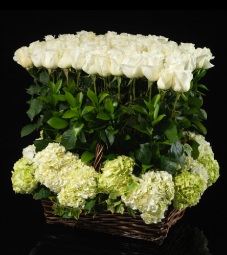 White Rose Hedge