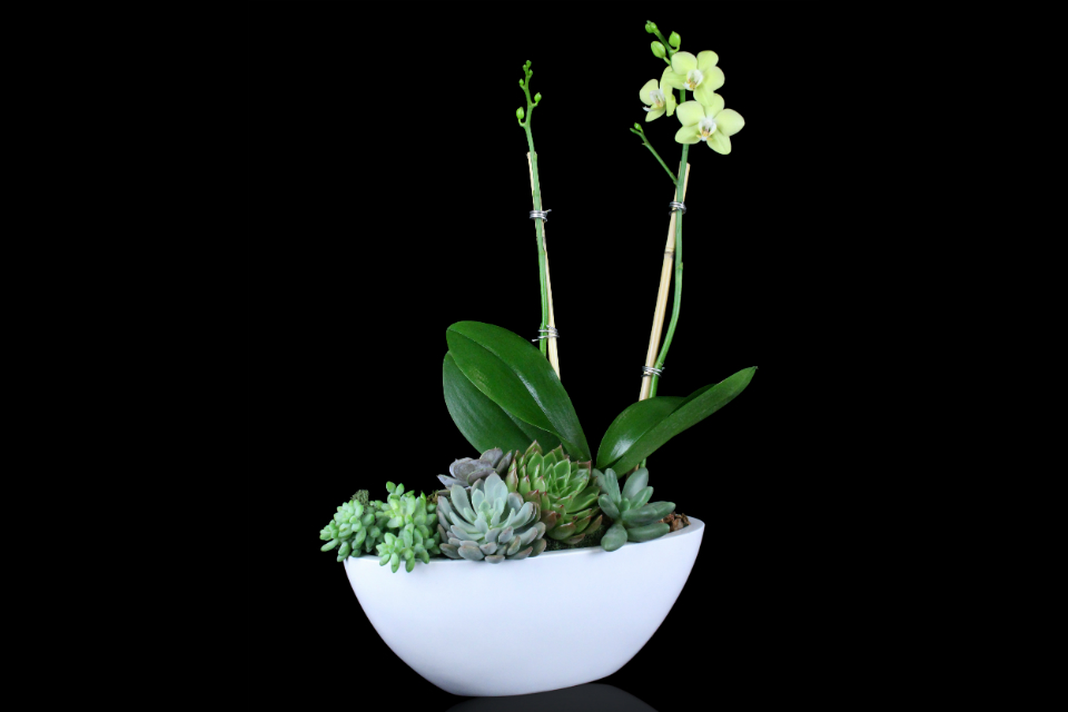 Phalaenopsis Succulent Garden by Stapleton Floral Design
