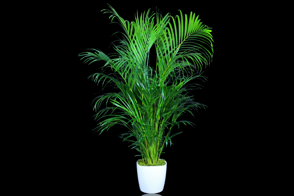 Areca Palm plant by Stapleton Floral Design