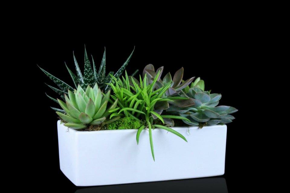 Classic Succulent Garden by Stapleton Floral Design