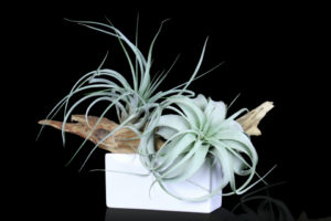 Driftwood Air Plant by Stapleton Floral Design