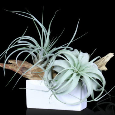 New Year – New Plants & Gardens