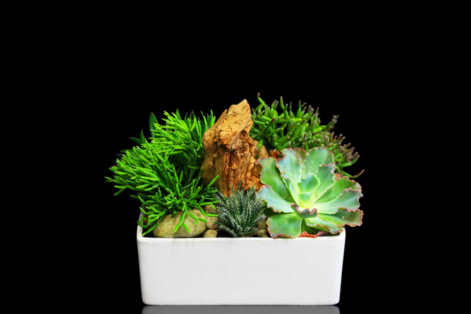 Driftwood Succulent Garden by Stapleton Floral Design