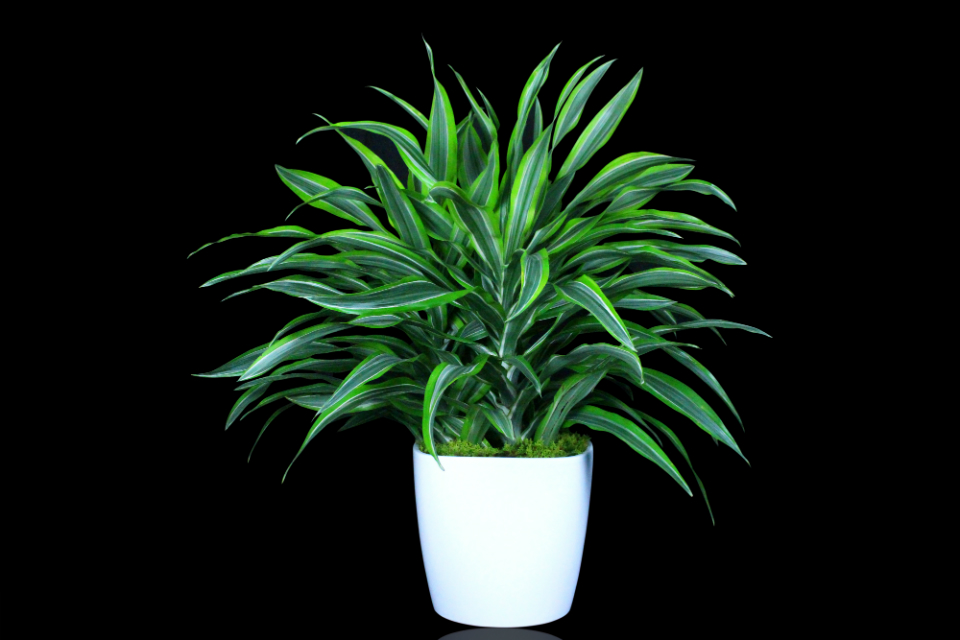 Lemon Lime Dracaena by Stapleton Floral Design