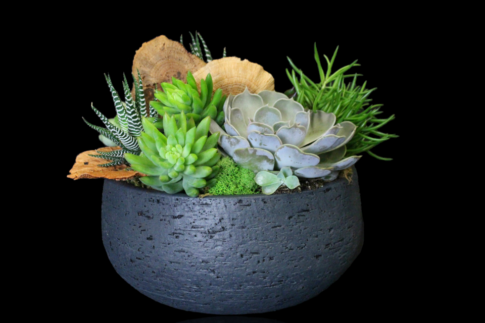 Oasis Succulent Bowl by Stapleton Floral Design