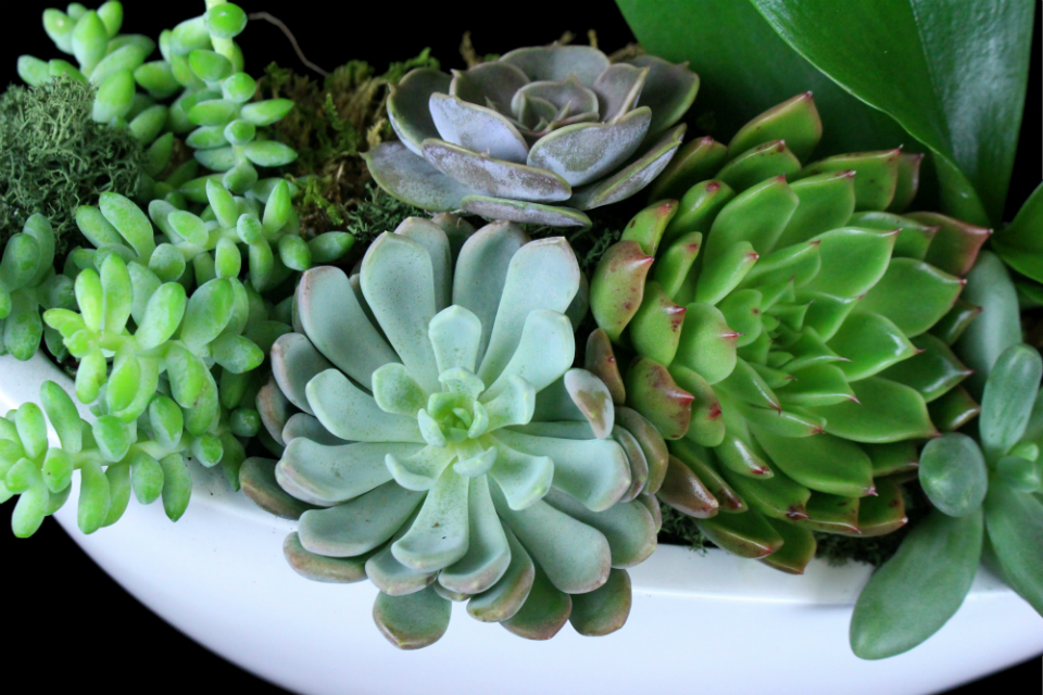 Succulent Garden by Stapleton Floral Design