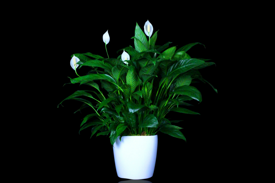 Spathiphyllum Plant