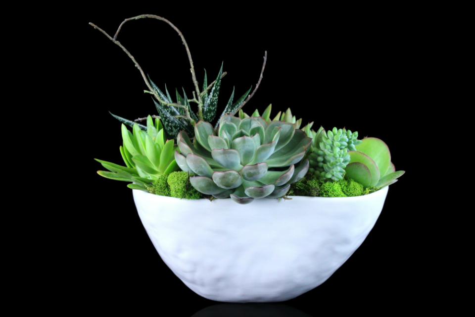 Succulent Garden Bowl by Stapleton Floral Design