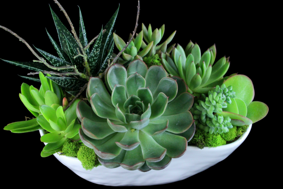 Succulent Garden Bowl by Stapleton Floral Design