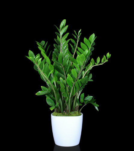 ZZ Floor Plant