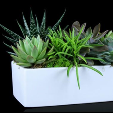 Our Latest Plant and Garden Designs
