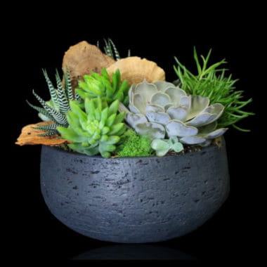 Our Latest Plant and Garden Designs
