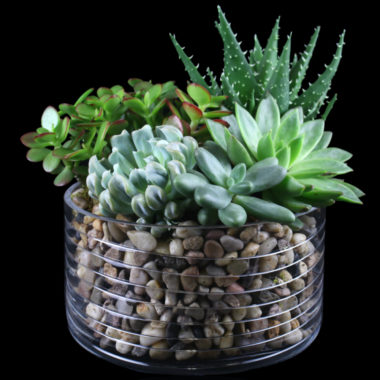 Our Latest Plant and Garden Designs