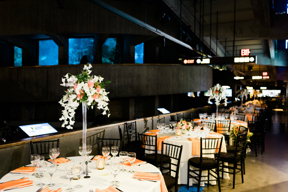 New England Aquarium wedding reception