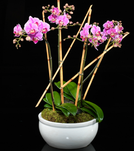 Fuschia Phalaenopsis Orchid