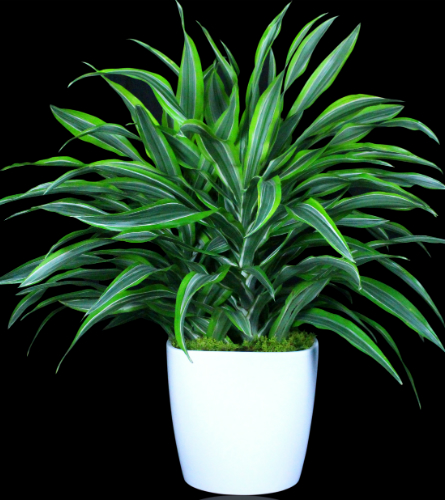 Lemon Lime Dracaena