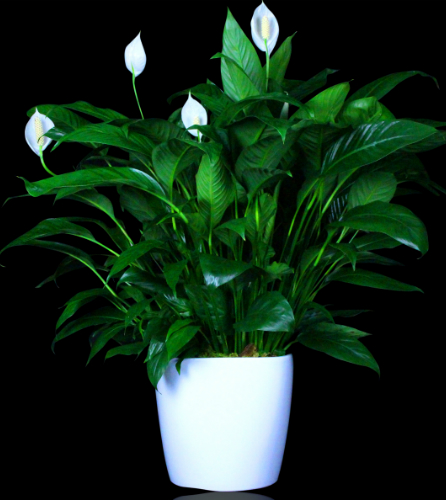 Spathiphyllum Plant