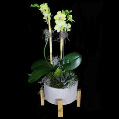 Our Latest Plant and Garden Designs