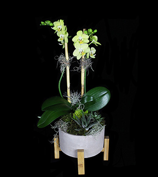 Our Latest Plant and Garden Designs