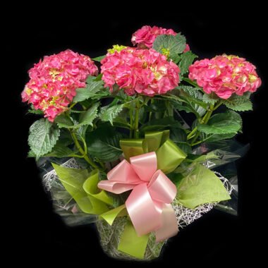 Our Latest Plant and Garden Designs