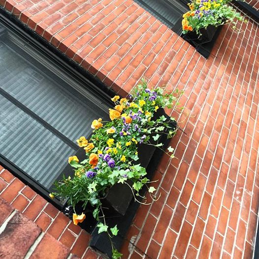 Summer Window Boxes in South Boston