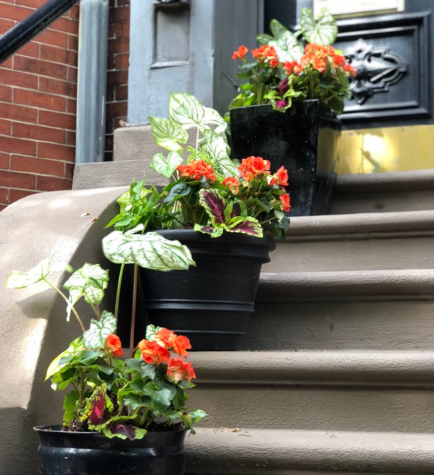 Boston residential plantings on front door steps