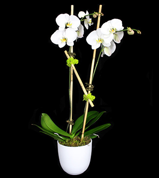 classic white orchid