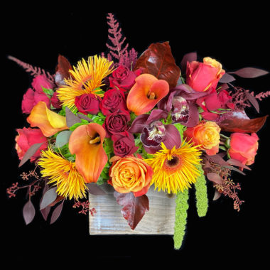 Our Exclusive Seasonal Collection