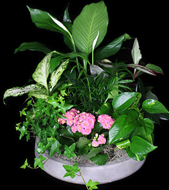 Classic Succulent Garden