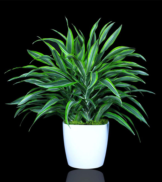 lemon lime dracena tradeshow boston lemon lime dracena