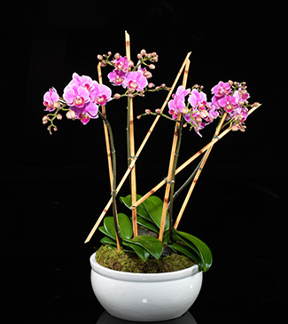 Fuschia Phalaenopsis Orchid