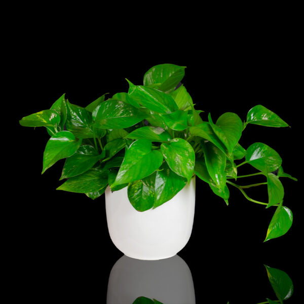 Pothos Plant Rental