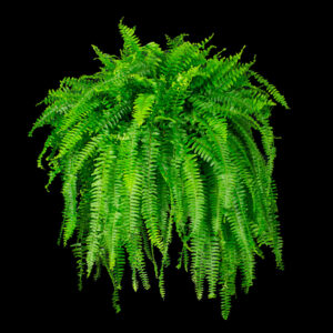 Large Fern Plant Rental