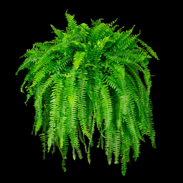 Large Fern Plant Rental