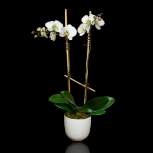 Classic White Orchid for Purchase