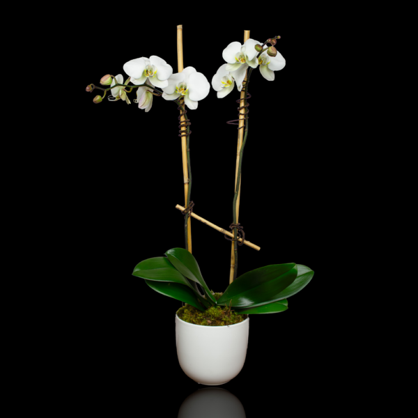 Monthly Plant Design & Delivery
