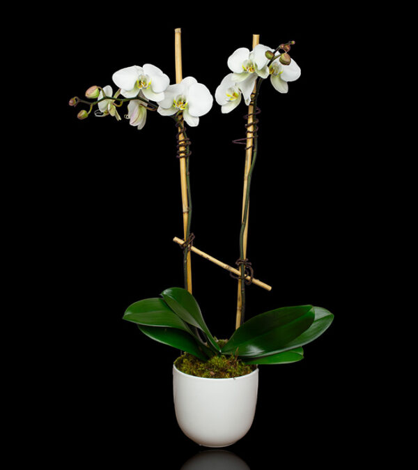 Flower & Plant Subscription in Boston | Stapleton Floral