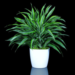 3-5' Green Floor Plant Rental