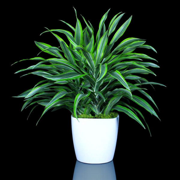 3-5' Green Floor Plant Rental