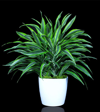 Lemon Lime Dracaena