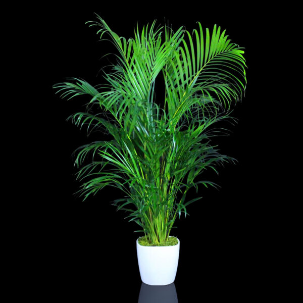 6-7' Green Floor Plant Rental
