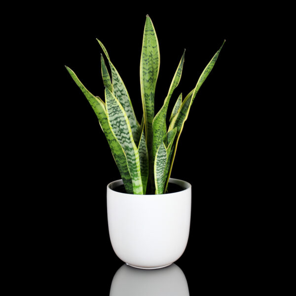 2' Green Table Plant Rental