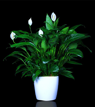 Spathiphyllum Plant