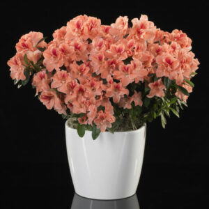 Large Blooming Azalea For Purchase