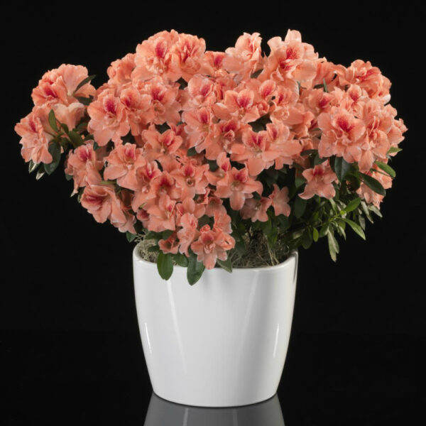 Large Blooming Azalea For Purchase