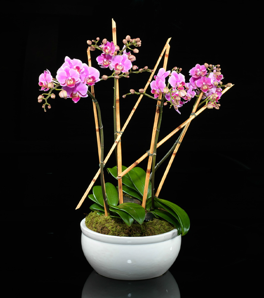 Photograph of Seasonal Plant